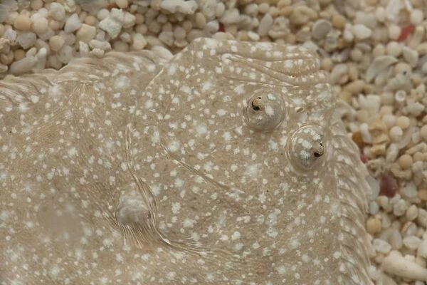 Turbot (Scophthalmus maximus) adult, close-up of head, camouflaged on gravel, The Wash, Lincolnshire, England, March