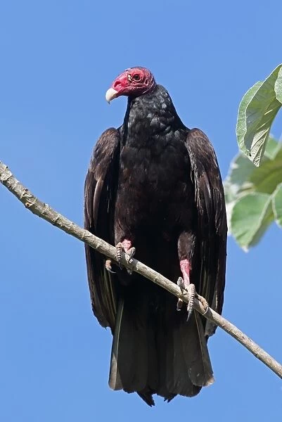 Turkey Vulture (Cathartes aura aura) adult, perched on branch, Zapata Peninsula, Matanzas Province, Cuba, March