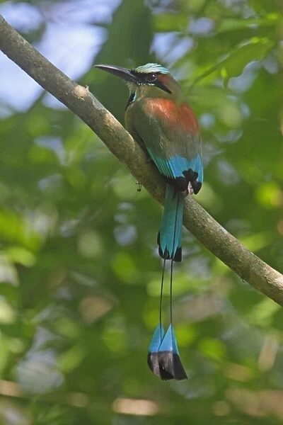 Turquoise-browed Motmot (Eumomota superciliosa) adult, perched on branch, Costa Rica, february