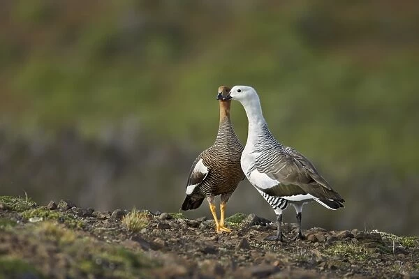 Upland Goose (Chloephaga picta) adult pair, standing together, Torres del Paine N. P