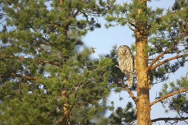 Ural Owl (Strix uralensis) adult, perched on branch in pine tree, Finland