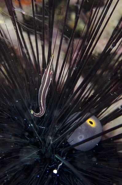 Urchin Clingfish (Diademichthys lineatus) adult, sheltering in Black Longspine Sea Urchin (Diadema setosum)