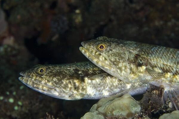 Varigated Lizardfish (Synodus variegatus) adult pair, close-up of heads, Lembeh Straits, Sulawesi