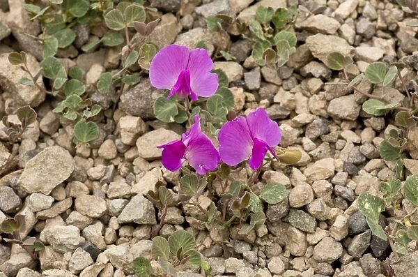 Vavilovia (Vavilovia formosa) flowering, at 3000m, Pontic Mountains, Anatolia, Turkey, July