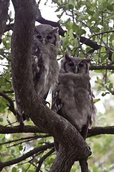 Verreauxs Eagle owls rest in tree near Lebala Camp - Botswana