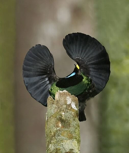 Victorias Riflebird (Ptiloris victoriae) adult male, displaying, perched on display post, Atherton Tableland
