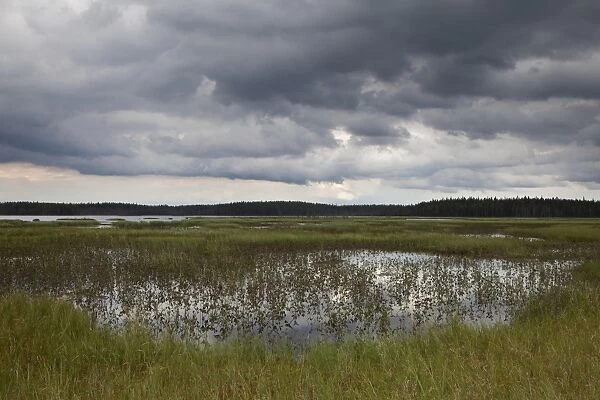 View of boreal bog habitat at edge of lake, Finland, july