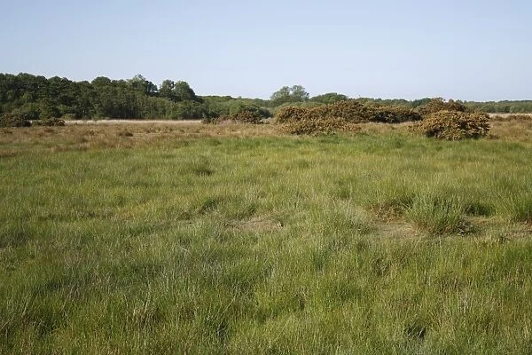 View of fen meadow habitat with gorse bushes, in river valley fen, Great Fen, Redgrave and Lopham Fen N. N. R