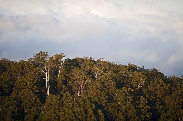 View over rainforest canopy, Lamington N. P. Queensland, Australia