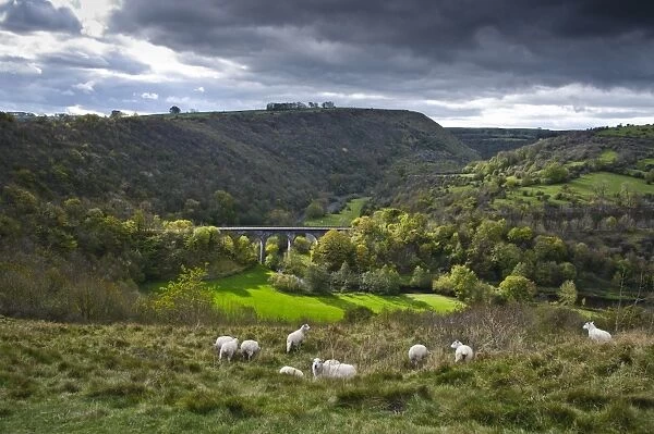 View of river valley with viaduct and sheep in foreground, looking from Monsal Head, Headstone Viaduct, River Wye