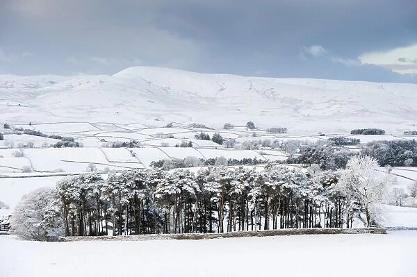 View over snow covered farmland and conifer trees, Howgills, Ravenstonedale, Cumbria, England, December