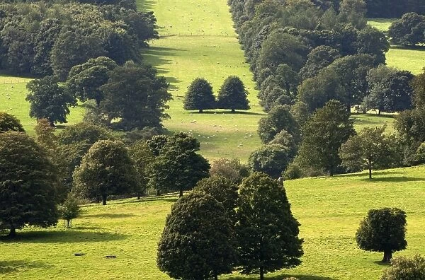 View of stately home estate parkland, with trees and sheep flock, Chatsworth House, Derbyshire, England, August