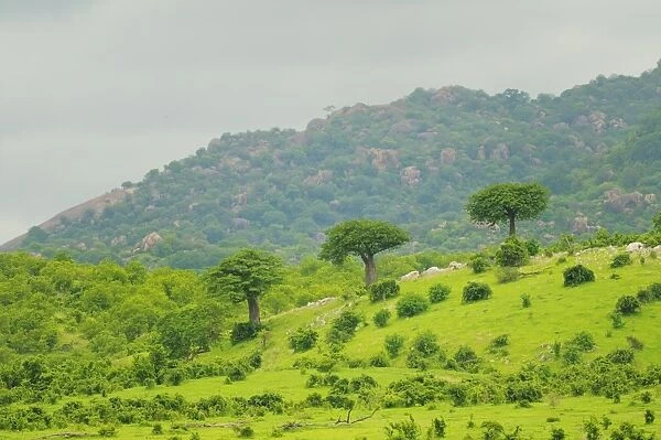 View of trees and bushes on hillside habitat, Ruaha N. P. Tanzania