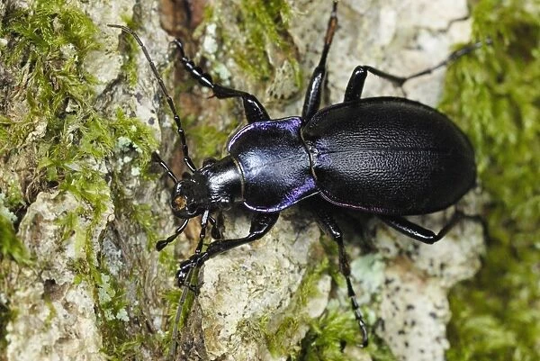 Violet Ground Beetle (Carabus violaceus) adult, on bark in ancient woodland, Gelli Hir Wood, Gower Peninsula