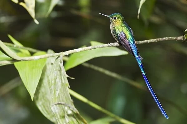 Violet-tailed Sylph (Aglaiocercus coelestis) adult male, perched on twig in montane rainforest, Andes, Ecuador