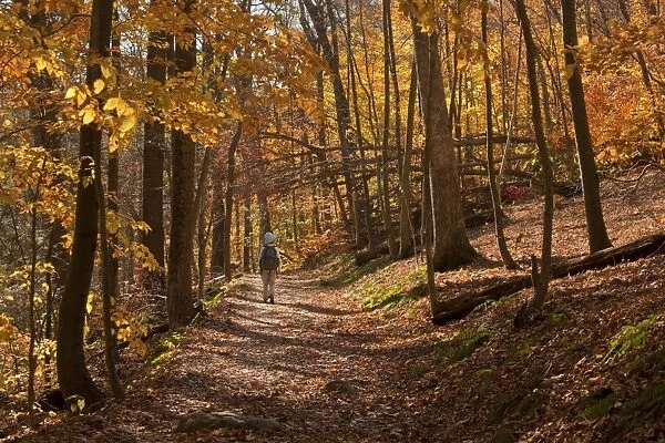 Walker on woodland trail in autumn, Appalachian Trail, Delaware Gap, New Jersey, U. S. A. november