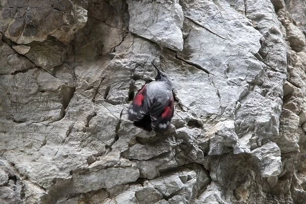 Wallcreeper male fluttering its red wing markings. Trigrad gorge, Bulgaria