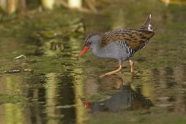Water Rail (Rallus aquaticus) adult, foraging in open water, Northern Spain, may