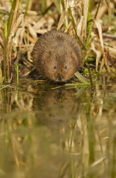Water Vole (Arvicola terrestris) adult, standing at edge of water, Derbyshire, England, March