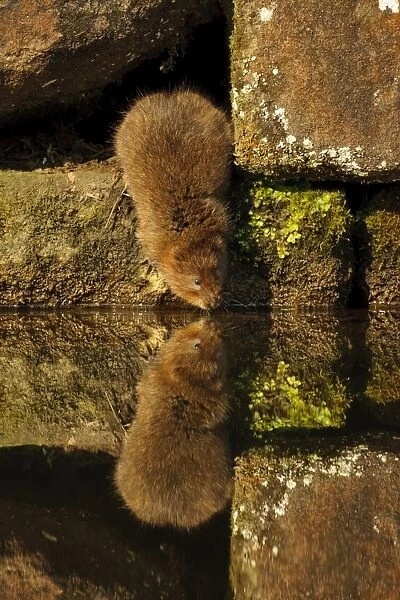 Water Vole (Arvicola terrestris) adult, standing on canal bank with reflection in water, Cromford Canal, Derbyshire