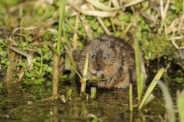 Water Vole (Arvicola terrestris) adult, feeding on reeds at edge of canal bank, Cromford Canal, Derbyshire, England