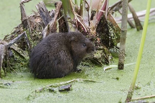 Water Vole in pond covered with duckweed