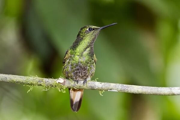 Western Emerald (Chlorostilbon melanorhynchus) adult male, perched on twig in montane rainforest, Andes, Ecuador