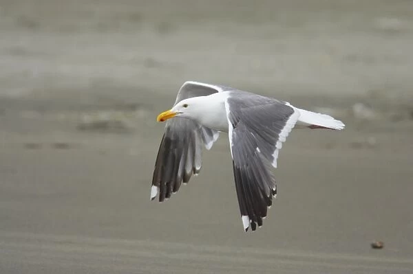 Western Gull (Larus occidentalis) adult, summer plumage, in flight over beach, Oregon, U. S. A
