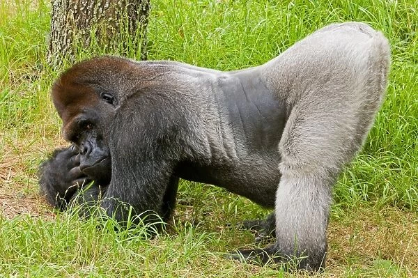 Western Lowland Gorilla (Gorilla gorilla gorilla) silverback adult male, Jacksonville Zoo
