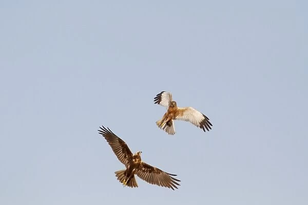 Western Marsh Harrier (Circus aeruginosus) adult pair, in flight, sparring in courtship display, Norfolk, England, january