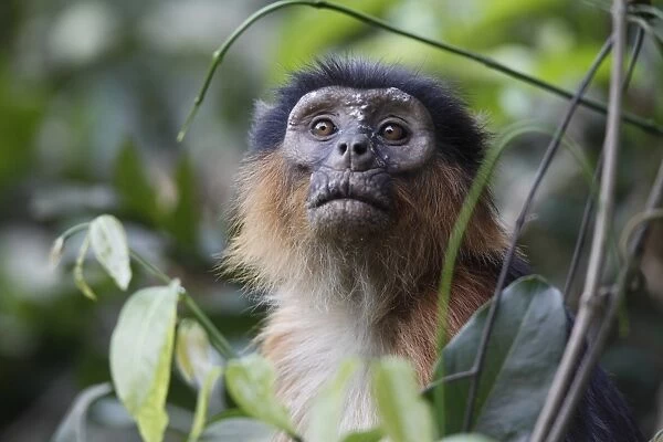 Western Red Colobus (Procolobus badius) adult, close-up of head, amongst leaves in forest, Gambia
