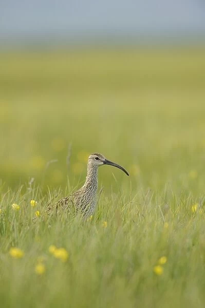 Whimbrel (Numenius phaeopus) adult, standing amongst grass, Iceland, July
