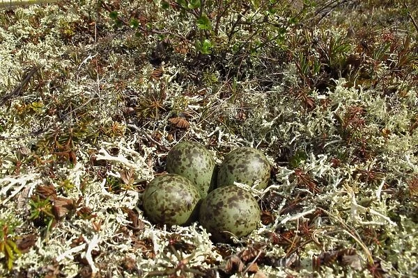 Whimbrel (Numenius phaeopus) four eggs in nest, Kanuti National Wildlife Refuge, Central Alaska, U. S. A. may