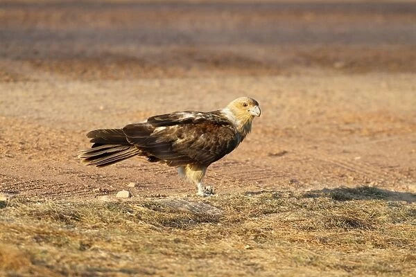 Whistling Kite (Haliastur sphenurus) immature, standing on ground, Kakadu N. P. Northern Territory, Australia
