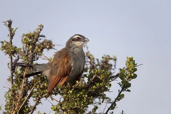 White-browed Coucal (Centropus superciliosus) adult, perched on branch, Masai Mara, Kenya, August