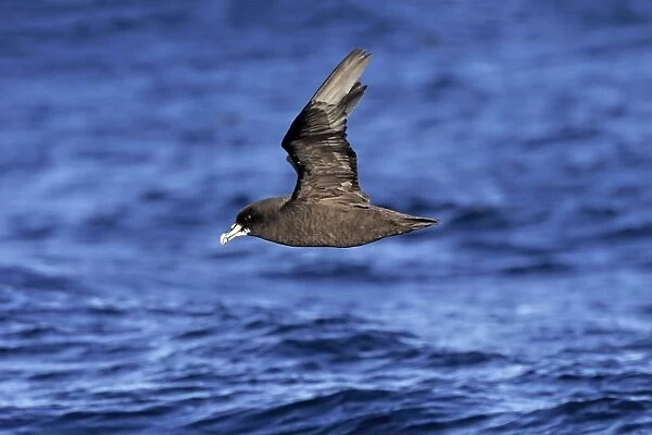 White-chinned Petrel (Procellaria aequinoctialis) adult, in flight low over sea, Cape of Good Hope, Western Cape