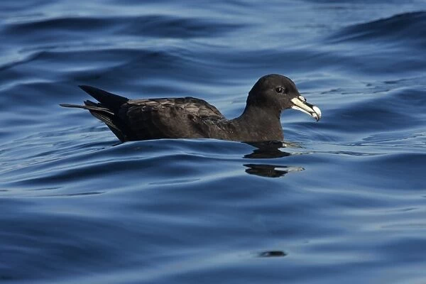 White-chinned Petrel (Procellaria aequinoctialis) adult, swimming at sea on wintering grounds, off Mar de Plata, Buenos Aires, Argentina, july