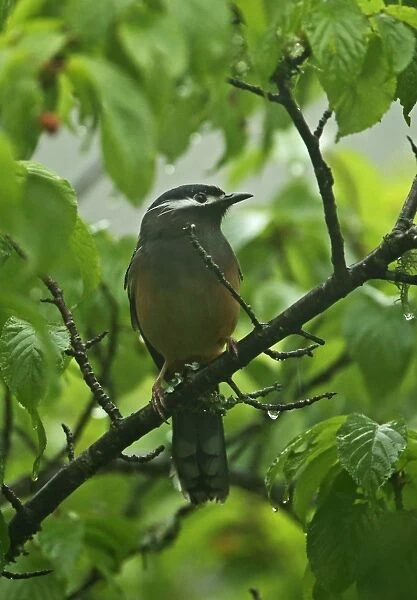 White-eared Sibia (Heterophasia auricularis) adult, perched in fruiting tree during rainfall