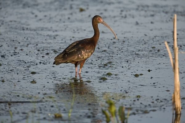White-faced Ibis (Plegadis chihi) adult, breeding plumage, standing in shallow water of slough, North Dakota, U. S. A. july