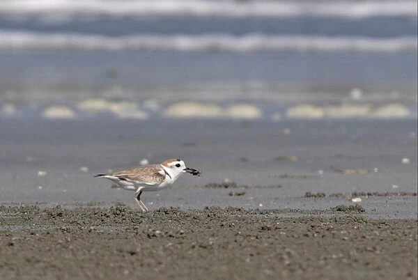 White-faced Plover (Charadrius dealbatus) adult, feeding on crab, standing on beach, Thailand, february