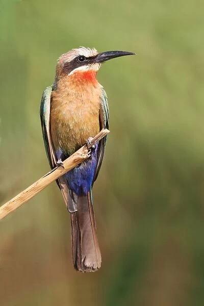 White-fronted Bee-eater (Merops bullockoides) adult, perched on reed stem, Okavango Delta, Botswana