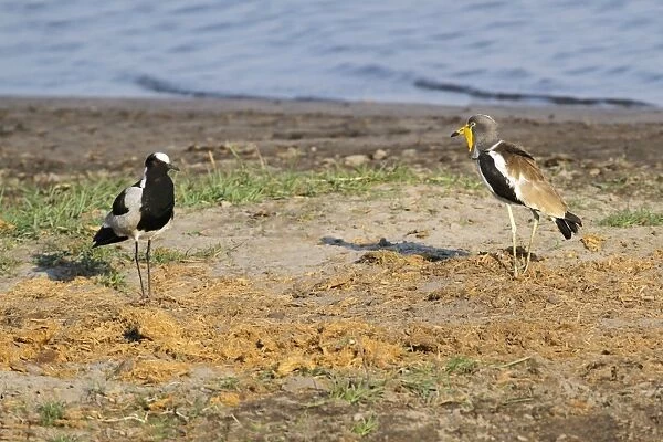 White-headed Lapwing (Vanellus albiceps) and Blacksmith Plover (Vanellus armatus) adults, in territorial confrontation at edge of water, Chobe N. P. Botswana