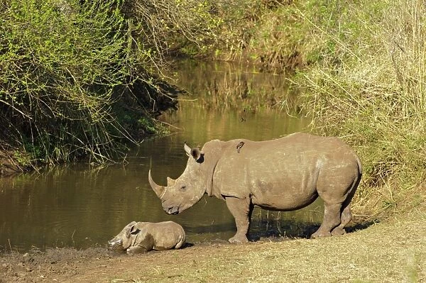 White Rhinoceros (Ceratotherium simum) adult female, standing guard over sleeping calf at edge of waterhole, with Red-billed Oxpeckers (Buphagus erythrorhynchus), South Africa