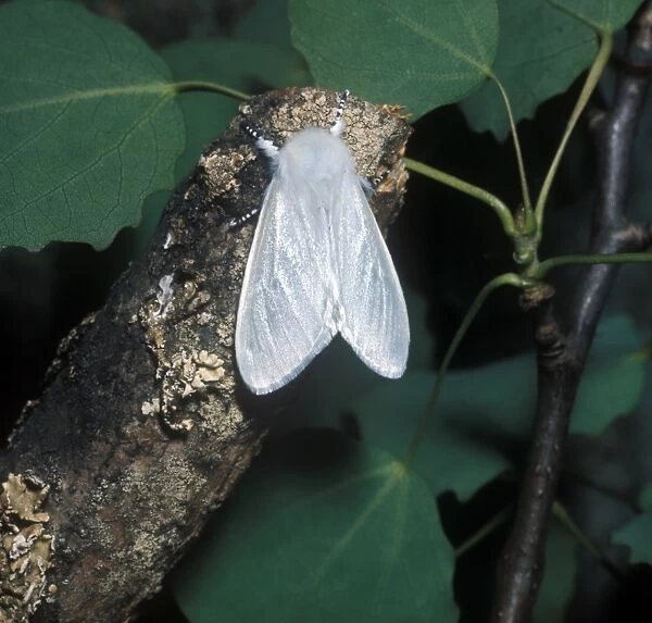 White Satin Moth (Leucoma salicis) adult