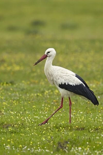 White Stork (Ciconia ciconia) adult, walking amongst wildflowers, Extremadura, Spain, april