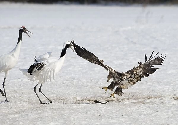 White-tailed Eagle (Haliaeetus albicilla) immature, in flight, stealing fish from Japanese Red-crowned Crane (Grus japonensis) adults, in snow, Akan, Hokkaido, Japan, winter