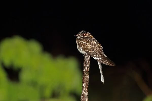 White-tailed Nightjar (Caprimulgus cayennensis) adult, perched on stick at night, Trinidad, Trinidad and Tobago, April