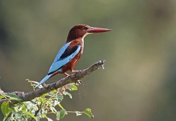 White-throated Kingfisher (Halcyon smyrnensis) adult, perched on branch, Sri Lanka