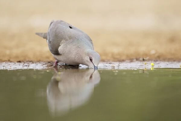 White-tipped Dove (Leptotila verreauxi) adult, drinking at pool, South Texas, U. S. A. may