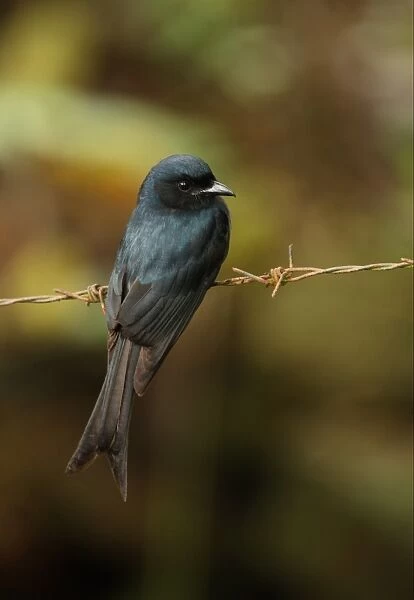 White-vented Drongo (Dicrurus caerulescens leucopygialis) endemic race, adult, perched on barbed wire, Sri Lanka, december